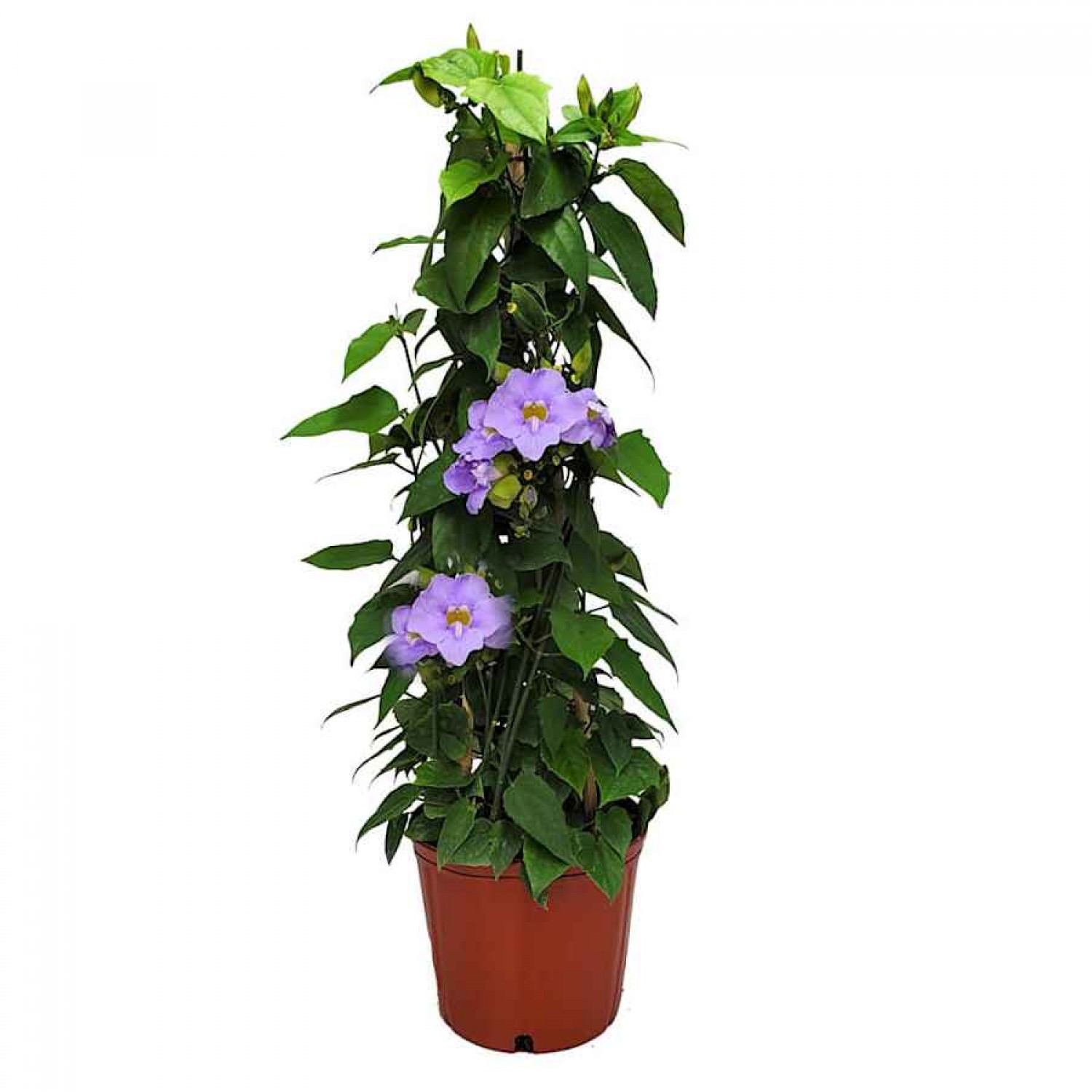 Θουμπέργκια μεγανθής (Thunbergia grandiflora) Αναρριχώμενο Φυτό - Αναρριχώμενα Ανθοφόρα Φυτά