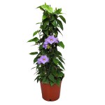 Θουμπέργκια μεγανθής (Thunbergia grandiflora) Αναρριχώμενο Φυτό - Αναρριχώμενα Ανθοφόρα Φυτά