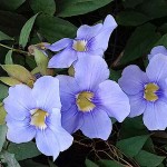 Θουμπέργκια μεγανθής (Thunbergia grandiflora) Αναρριχώμενο Φυτό - Αναρριχώμενα Ανθοφόρα Φυτά