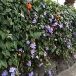 Θουμπέργκια μεγανθής (Thunbergia grandiflora) Αναρριχώμενο Φυτό - Αναρριχώμενα Ανθοφόρα Φυτά