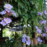 Θουμπέργκια μεγανθής (Thunbergia grandiflora) Αναρριχώμενο Φυτό - Αναρριχώμενα Ανθοφόρα Φυτά