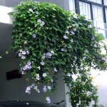 Θουμπέργκια μεγανθής (Thunbergia grandiflora) Αναρριχώμενο Φυτό - Αναρριχώμενα Ανθοφόρα Φυτά