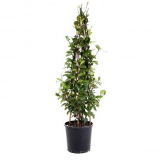 Τραχηλόσπερμα ή Ρυγχόσπερμα (Trachelospermum jasminoides)