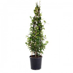 Star Jasmine (Trachelospermum jasminoides) Climber