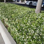 Ρυγχόσπερμα ή Τραχηλόσπερμα το ιασμοειδές (Trachelospermum jasminoides) Αναρριχώμενο Φυτό Τραχηλόσπερμα ή Ρυγχόσπερμα (Trachelospermum jasminoides)