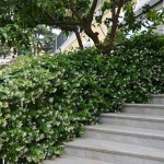 Ρυγχόσπερμα ή Τραχηλόσπερμα το ιασμοειδές (Trachelospermum jasminoides) Αναρριχώμενο Φυτό Τραχηλόσπερμα ή Ρυγχόσπερμα (Trachelospermum jasminoides)