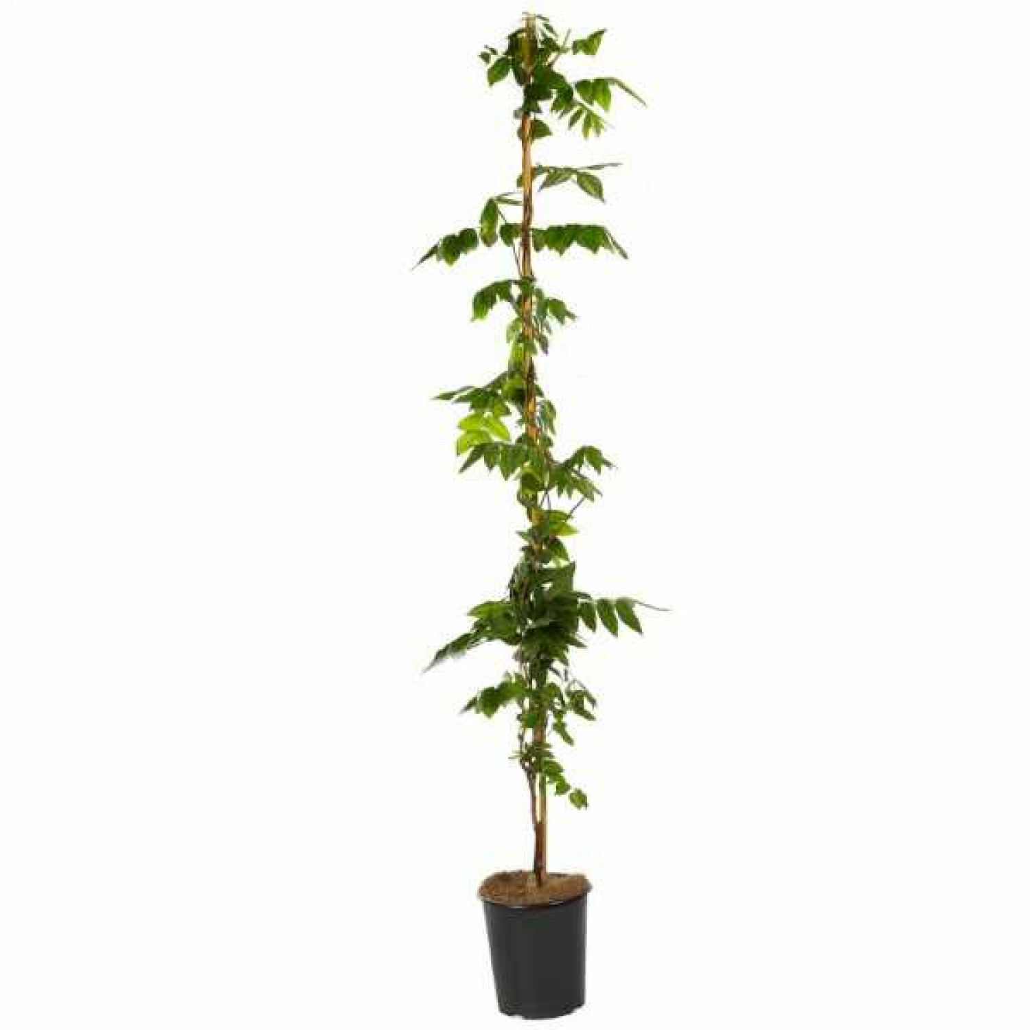 Chinese Wisteria (Wisteria sinensis) Climber Chinese Wisteria (Wisteria sinensis) Climber