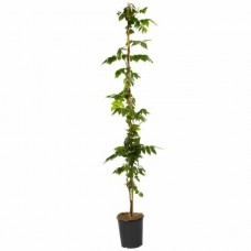 Βιστέρια Κινέζικη ή Γλυτσίνια η Σινική (Wisteria sinensis)