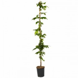 Βιστέρια Κινέζικη ή Γλυτσίνια η Σινική (Wisteria sinensis)