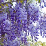 Chinese Wisteria (Wisteria sinensis) Climber Chinese Wisteria (Wisteria sinensis) Climber