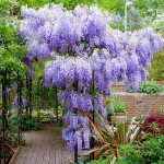 Chinese Wisteria (Wisteria sinensis) Climber Chinese Wisteria (Wisteria sinensis) Climber