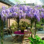 Chinese Wisteria (Wisteria sinensis) Climber Chinese Wisteria (Wisteria sinensis) Climber