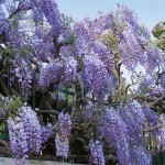 Chinese Wisteria (Wisteria sinensis) Climber Chinese Wisteria (Wisteria sinensis) Climber