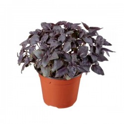 Βασιλικός Κοκκινόφυλλος (Ocimum basilicum var. purpurascens)