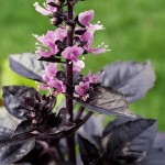 Βασιλικός Κοκκινόφυλλος (Ocimum basilicum var. purpurascens) | Αρωματικά Φυτά Βασιλικός Κοκκινόφυλλος (Ocimum basilicum var. purpurascens)