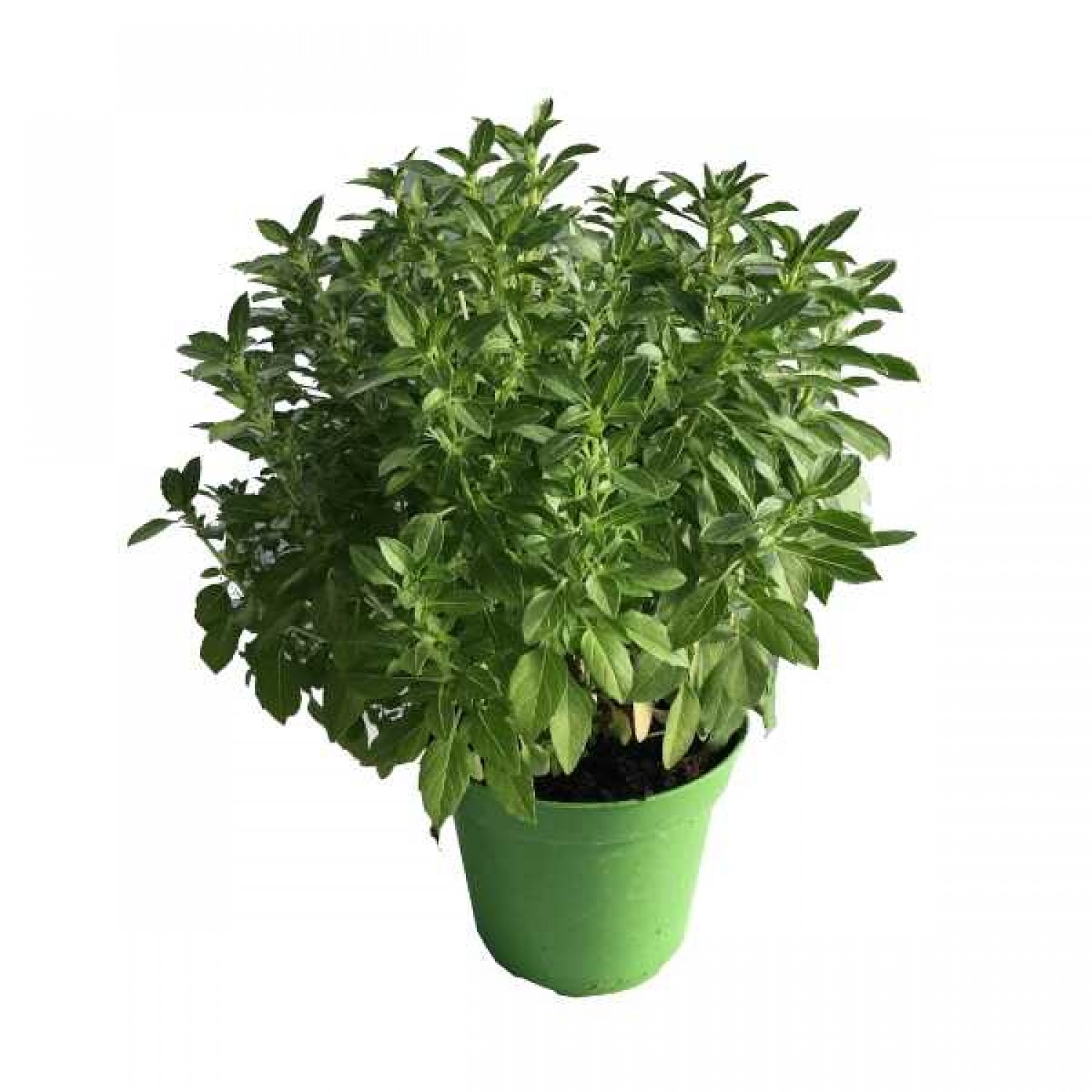 Βασιλικός Μεσόφυλλος Φυτό Αρωματικό (Ocimum basilicum) Βασιλικός Μεσόφυλλος (Ocimum basilicum) Αρωματικά Φυτά