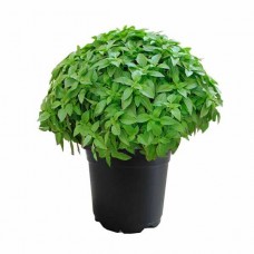 Βασιλικός Μικρόφυλλος (Ocimum basilicum var. Minimum)