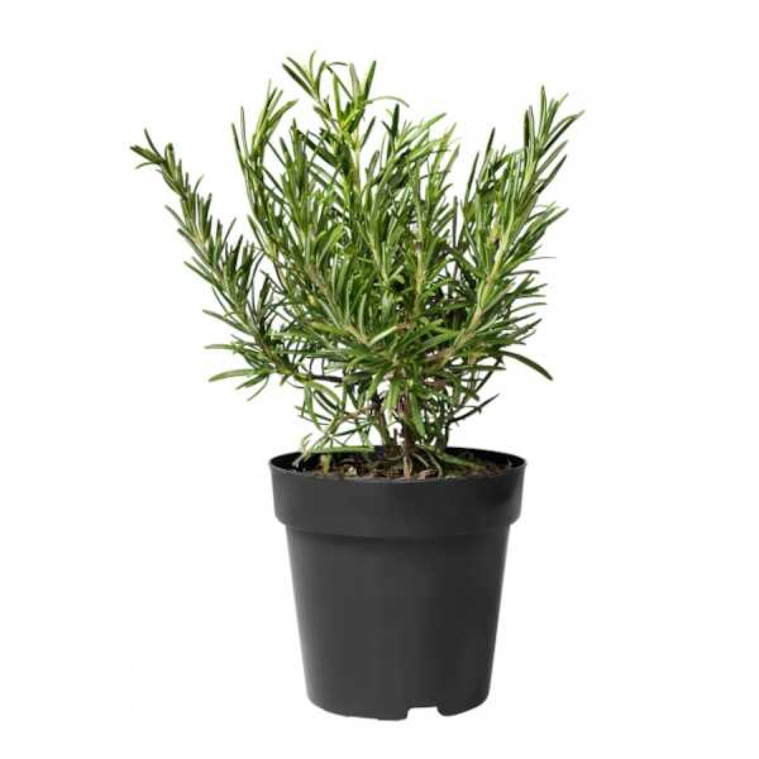 Δενδρολίβανο Φαρμακευτικό (Rosmarinus officinalis) Αρωματικό Φυτό Δενδρολίβανο Φαρμακευτικό (Rosmarinus officinalis)