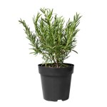 Δενδρολίβανο Φαρμακευτικό (Rosmarinus officinalis) Αρωματικό Φυτό Δενδρολίβανο Φαρμακευτικό (Rosmarinus officinalis)