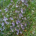 Δενδρολίβανο Φαρμακευτικό (Rosmarinus officinalis) Αρωματικό Φυτό Δενδρολίβανο Φαρμακευτικό (Rosmarinus officinalis)