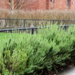 Δενδρολίβανο Φαρμακευτικό (Rosmarinus officinalis) Αρωματικό Φυτό Δενδρολίβανο Φαρμακευτικό (Rosmarinus officinalis)