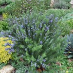 Δενδρολίβανο Φαρμακευτικό (Rosmarinus officinalis) Αρωματικό Φυτό Δενδρολίβανο Φαρμακευτικό (Rosmarinus officinalis)