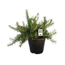 Δενδρολίβανο Έρπον (Rosmarinus officinalis ‘Prostratus’)