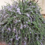 Δενδρολίβανο Έρπον (Rosmarinus officinalis ‘Prostratus’)