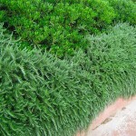 Δενδρολίβανο Έρπον (Rosmarinus officinalis ‘Prostratus’)
