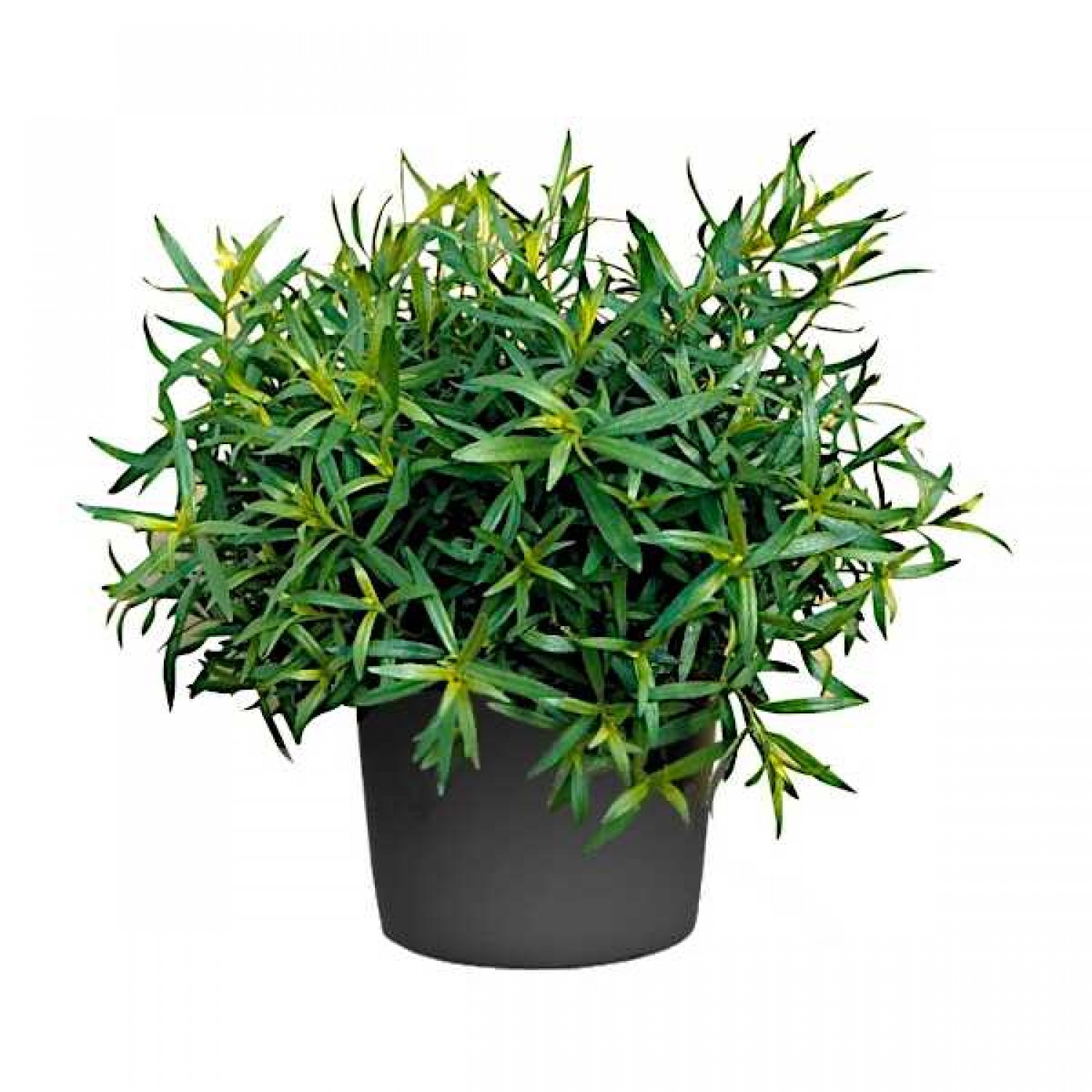 Εστραγκόν (Artemisia dracunculus)