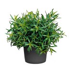 Εστραγκόν (Artemisia dracunculus)