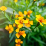 Εστραγκόν (Artemisia dracunculus)