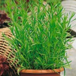 Εστραγκόν (Artemisia dracunculus)