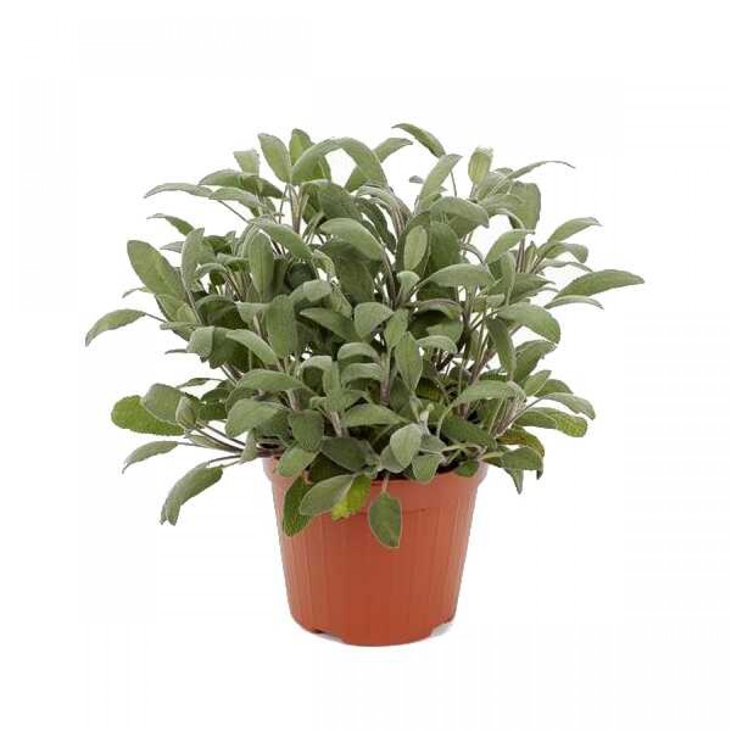 Φασκομηλιά ή Φασκόμηλο (Salvia officinalis)