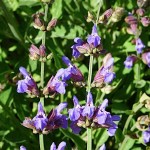 Φασκομηλιά ή Φασκόμηλο (Salvia officinalis)