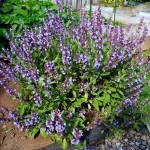 Φασκομηλιά ή Φασκόμηλο (Salvia officinalis)