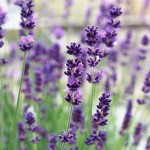 English Lavender (Lavandula angustifolia) Herb in Pot English Lavender (Lavandula angustifolia) Herb in Pot - Aromatic, Medicinal Plants & Herbs - Mediterranean Garden