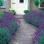 English Lavender (Lavandula angustifolia) Herb in Pot English Lavender (Lavandula angustifolia) Herb in Pot - Aromatic, Medicinal Plants & Herbs - Mediterranean Garden