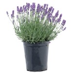 English Lavender (Lavandula angustifolia) Herb in Pot English Lavender (Lavandula angustifolia) Herb in Pot - Aromatic, Medicinal Plants & Herbs - Mediterranean Garden