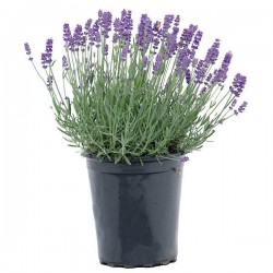 Λεβάντα η Στενόφυλλος (Lavandula angustifolia) - Αρωματικά, Φαρμακευτικά Φυτά  & Βότανα -  Μεσογειακός Κήπος