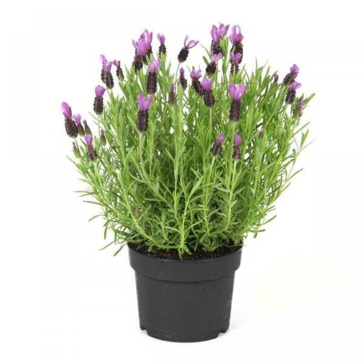 Λεβάντα η Στοιχάς (Lavandula stoechas) Αρωματικός - Φαρμακευτικός Θάμνος Λεβάντα η Στοιχάς (Lavandula stoechas) Αρωματικός - Φαρμακευτικός Θάμνος | kipogeorgiki.live