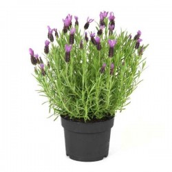 Λεβάντα η Στοιχάς (Lavandula stoechas) Αρωματικός - Φαρμακευτικός Θάμνος  |  kipogeorgiki.live