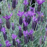 Λεβάντα η Στοιχάς (Lavandula stoechas) Αρωματικός - Φαρμακευτικός Θάμνος Λεβάντα η Στοιχάς (Lavandula stoechas) Αρωματικός - Φαρμακευτικός Θάμνος | kipogeorgiki.live