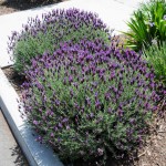 Λεβάντα η Στοιχάς (Lavandula stoechas) Αρωματικός - Φαρμακευτικός Θάμνος Λεβάντα η Στοιχάς (Lavandula stoechas) Αρωματικός - Φαρμακευτικός Θάμνος | kipogeorgiki.live
