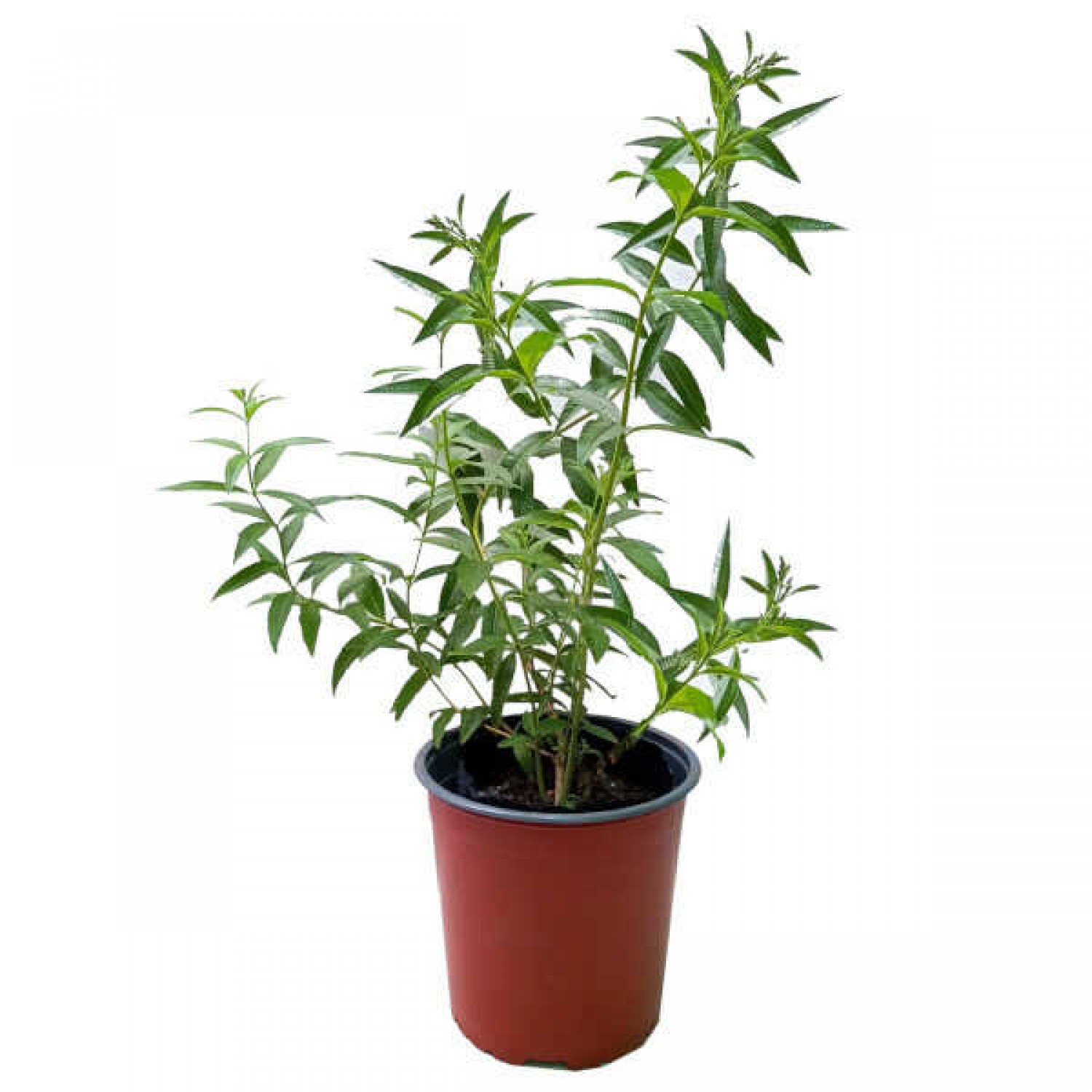 Λουΐζα (Λιππία η κιτρίοσμος - Lippia citriodora, συν. Aloysia citrodora) Αρωματικός Θάμνος Λουΐζα (Λιππία η κιτρίοσμος - Lippia citriodora) Φυτό Αρωματικό