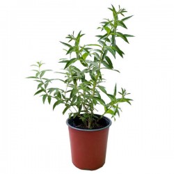 Λουΐζα (Λιππία η κιτρίοσμος - Lippia citriodora) Φυτό Αρωματικό