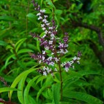 Λουΐζα (Λιππία η κιτρίοσμος - Lippia citriodora, συν. Aloysia citrodora) Αρωματικός Θάμνος Λουΐζα (Λιππία η κιτρίοσμος - Lippia citriodora) Φυτό Αρωματικό