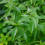 Λουΐζα (Λιππία η κιτρίοσμος - Lippia citriodora, συν. Aloysia citrodora) Αρωματικός Θάμνος Λουΐζα (Λιππία η κιτρίοσμος - Lippia citriodora) Φυτό Αρωματικό