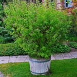 Λουΐζα (Λιππία η κιτρίοσμος - Lippia citriodora, συν. Aloysia citrodora) Αρωματικός Θάμνος Λουΐζα (Λιππία η κιτρίοσμος - Lippia citriodora) Φυτό Αρωματικό