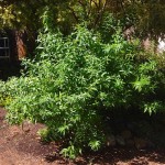 Λουΐζα (Λιππία η κιτρίοσμος - Lippia citriodora, συν. Aloysia citrodora) Αρωματικός Θάμνος Λουΐζα (Λιππία η κιτρίοσμος - Lippia citriodora) Φυτό Αρωματικό